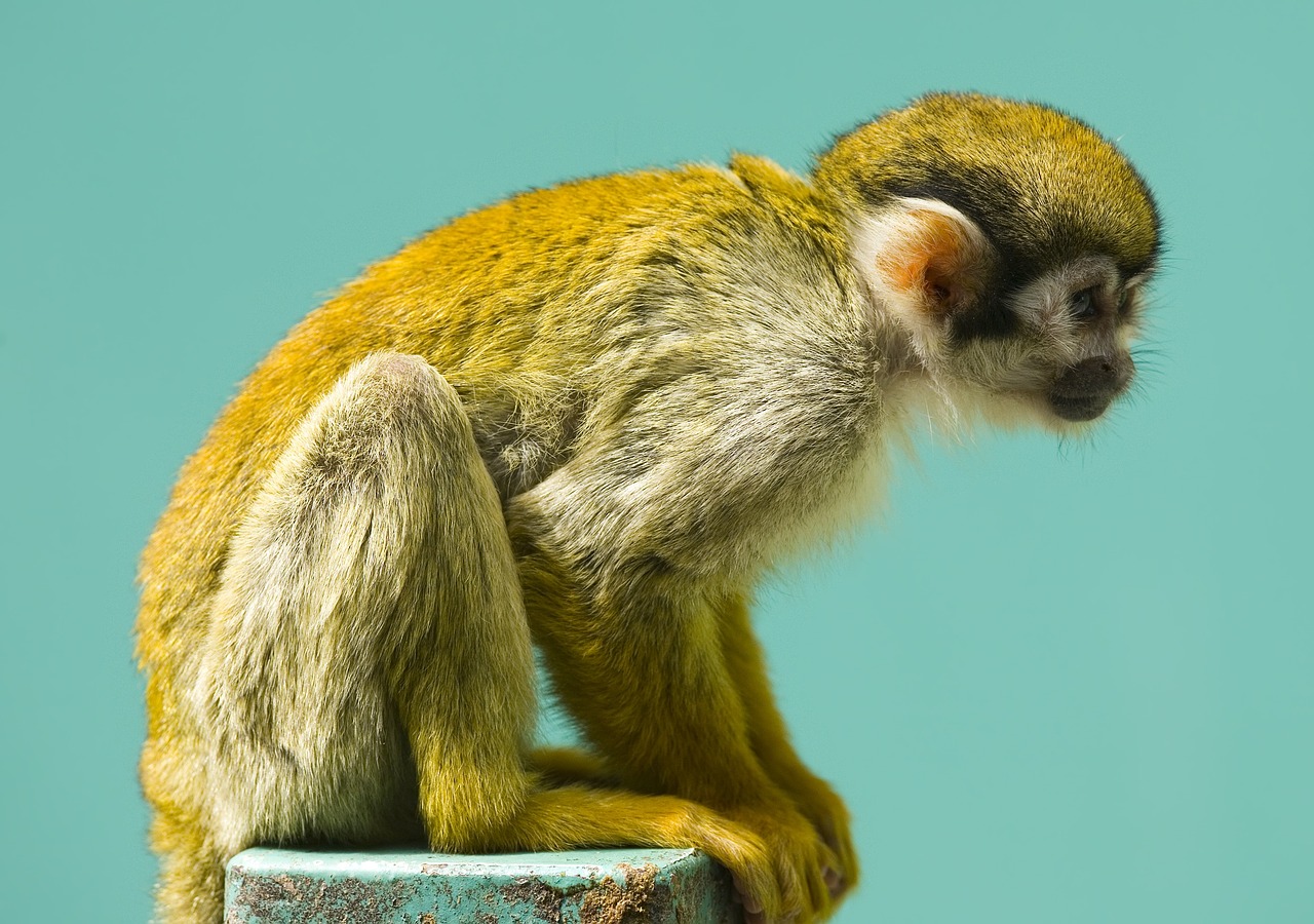 monkey squirrel primate free photo