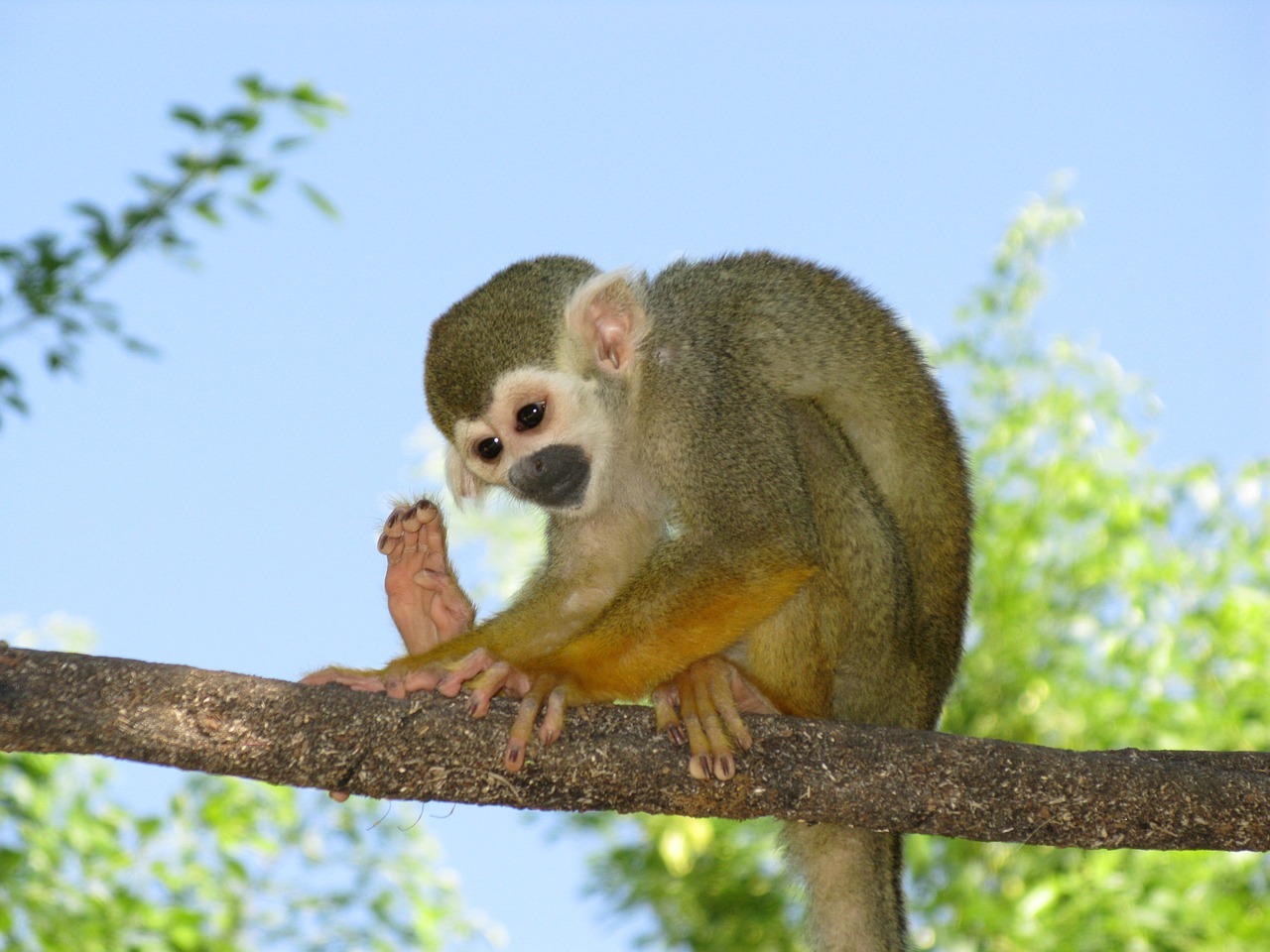 monkey primate sitting free photo