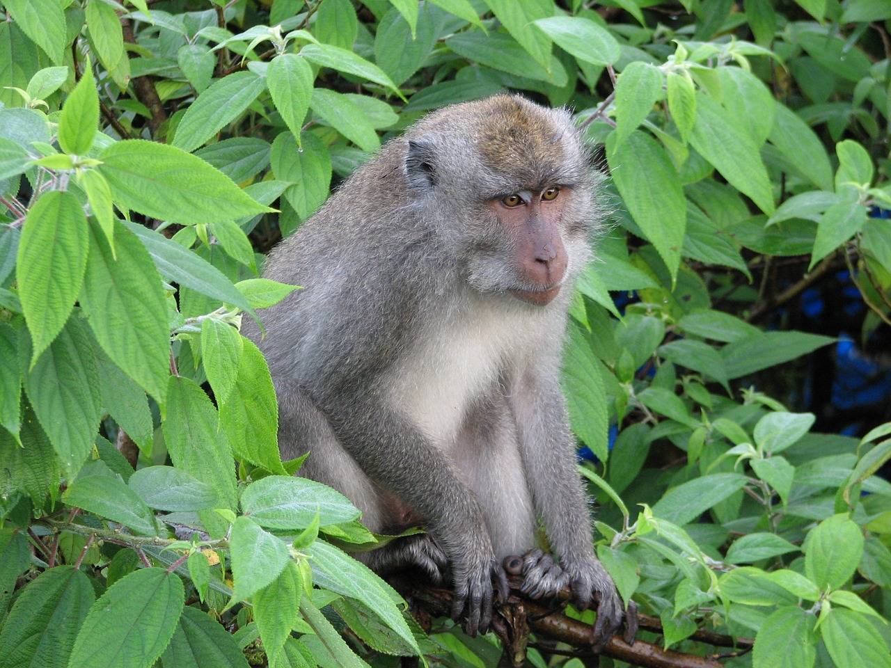 monkey rainforest tree free photo