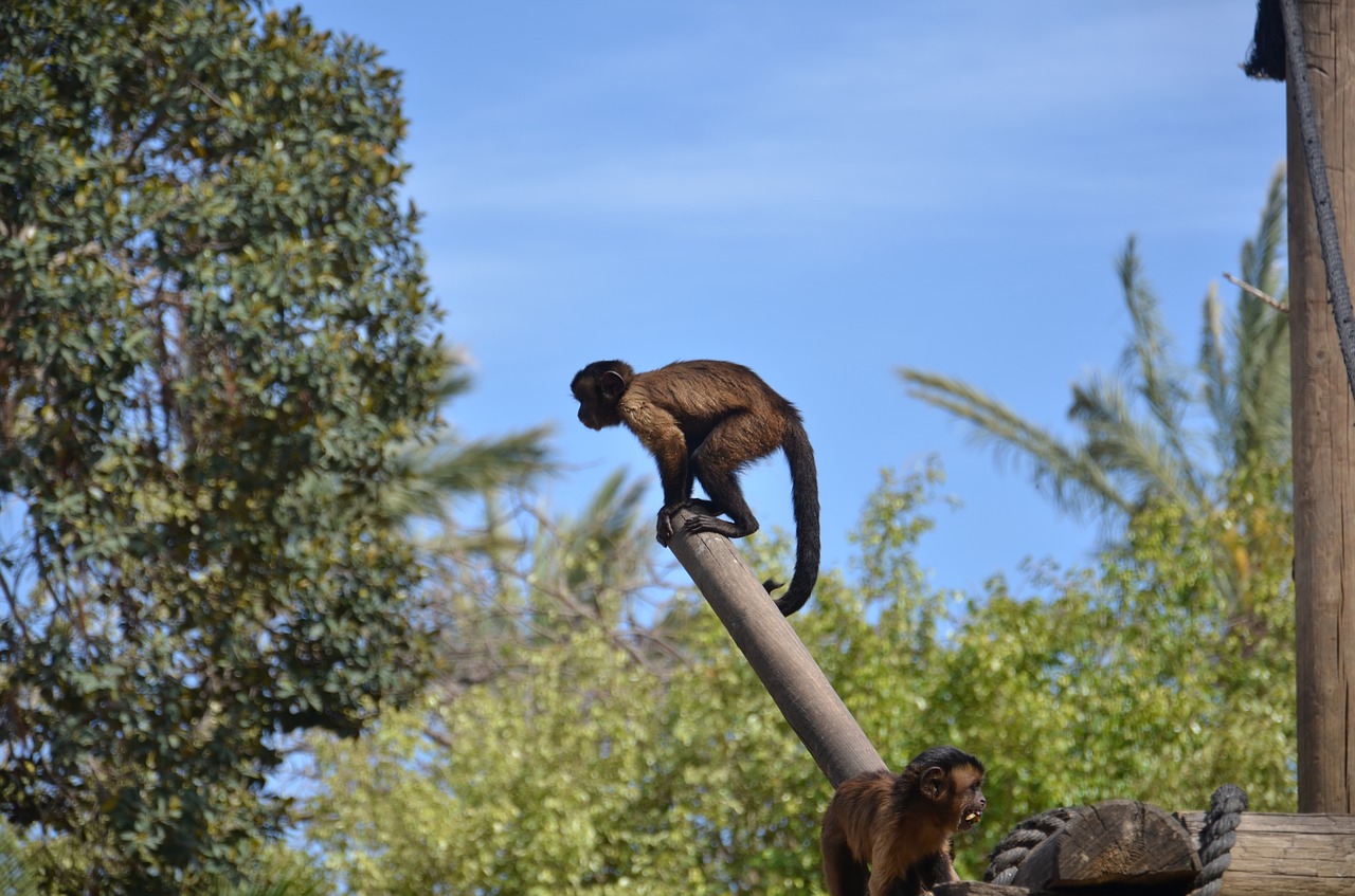 monkey sky tree free photo