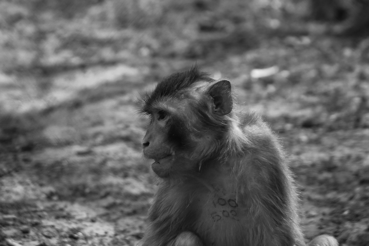 monkey majomféle mammal free photo