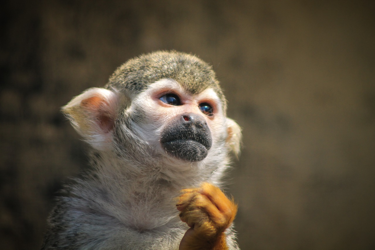 monkey maki majomféle free photo