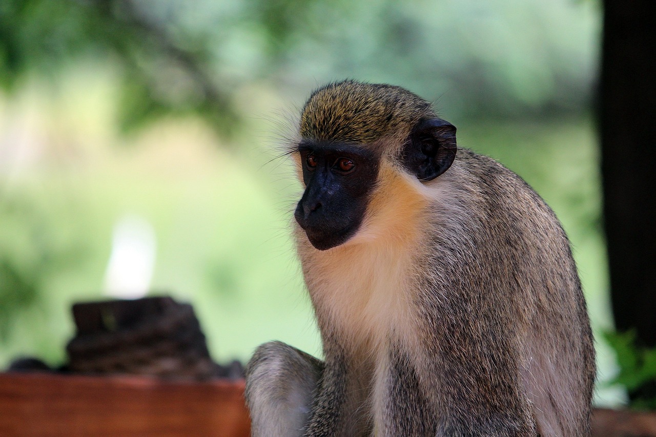 monkey animal nature free photo