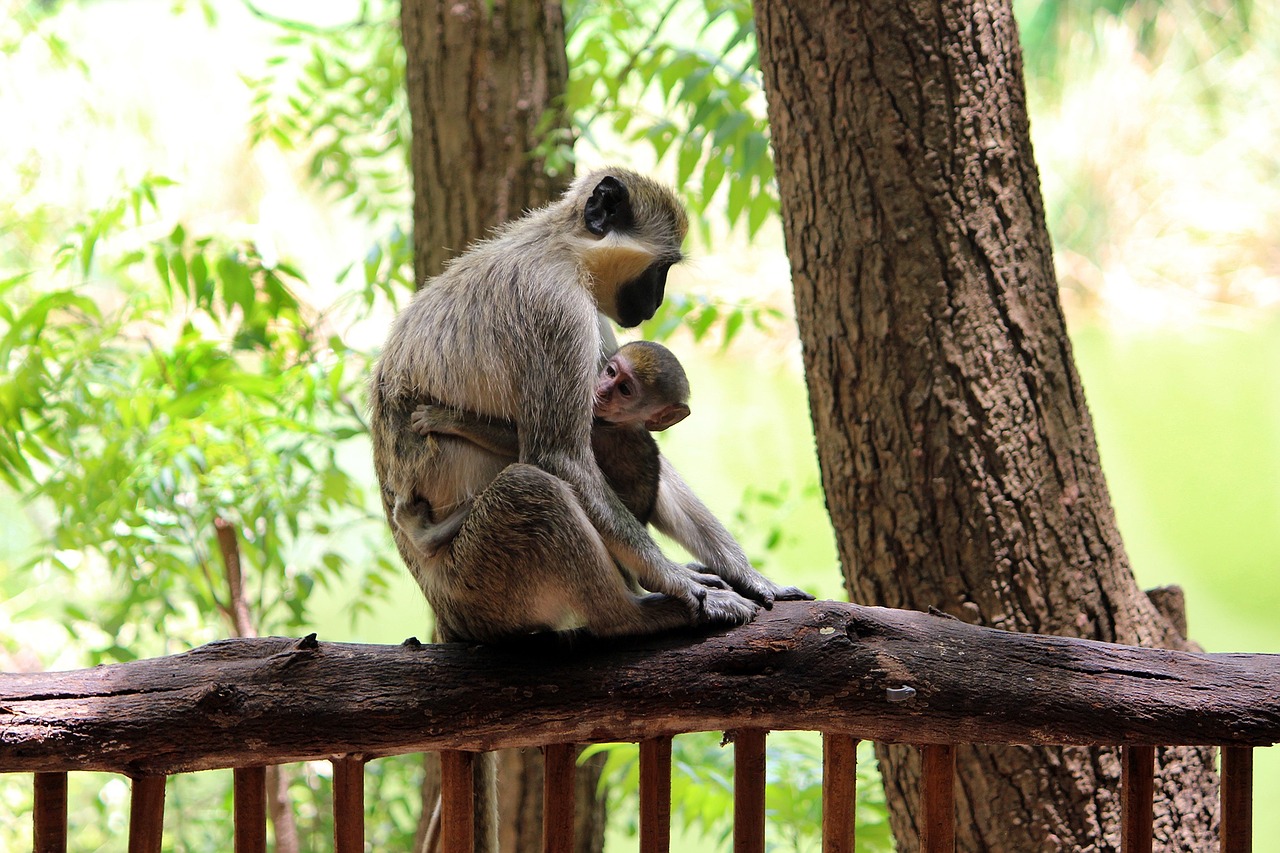 monkey female baby free photo