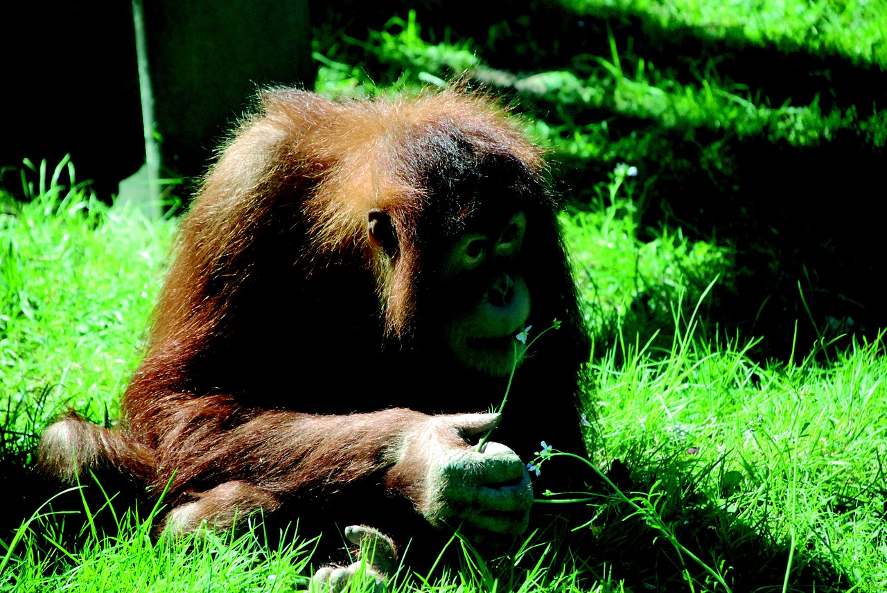 monkey zoo orang utan free photo