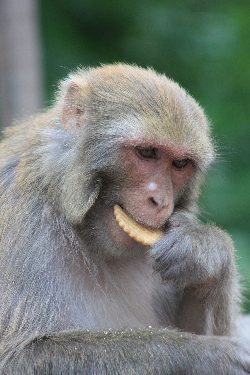 monkey nepal monkey temple free photo