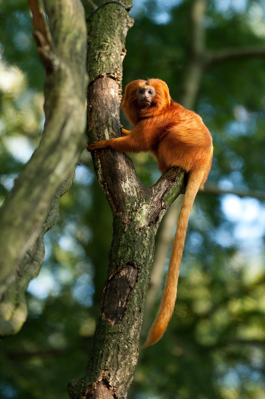 monkey red tree free photo