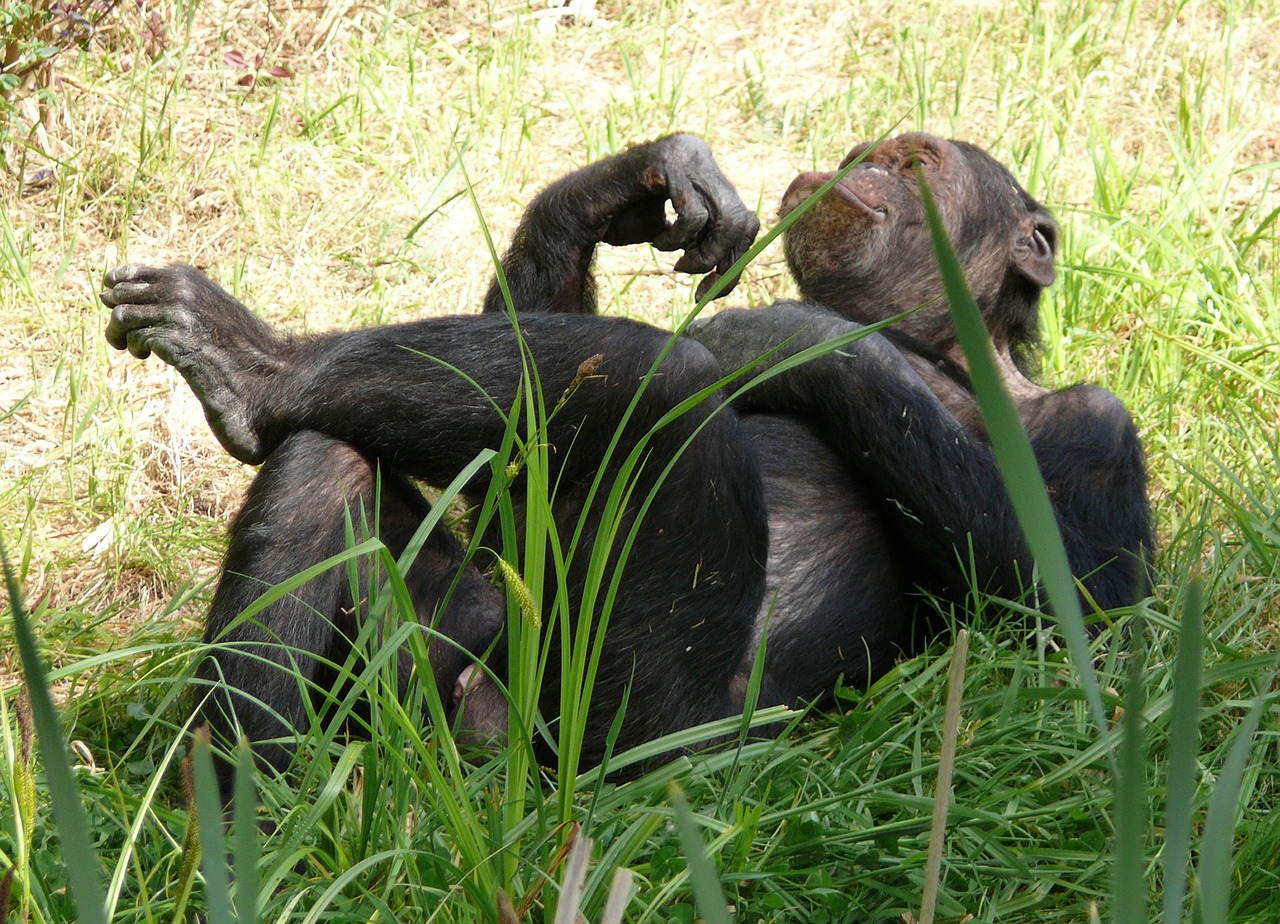 monkey chimpanzee relaxed free photo