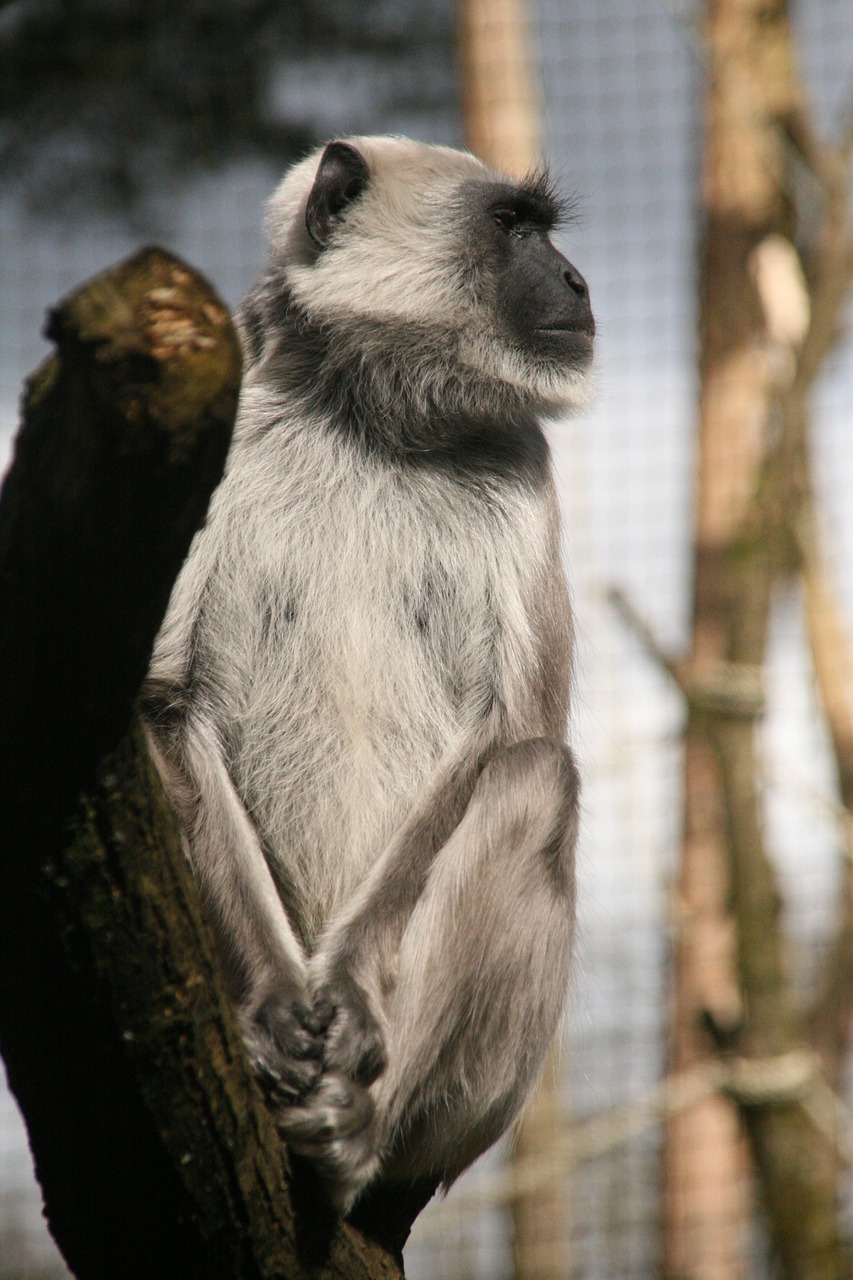 monkey apenheul animal free photo