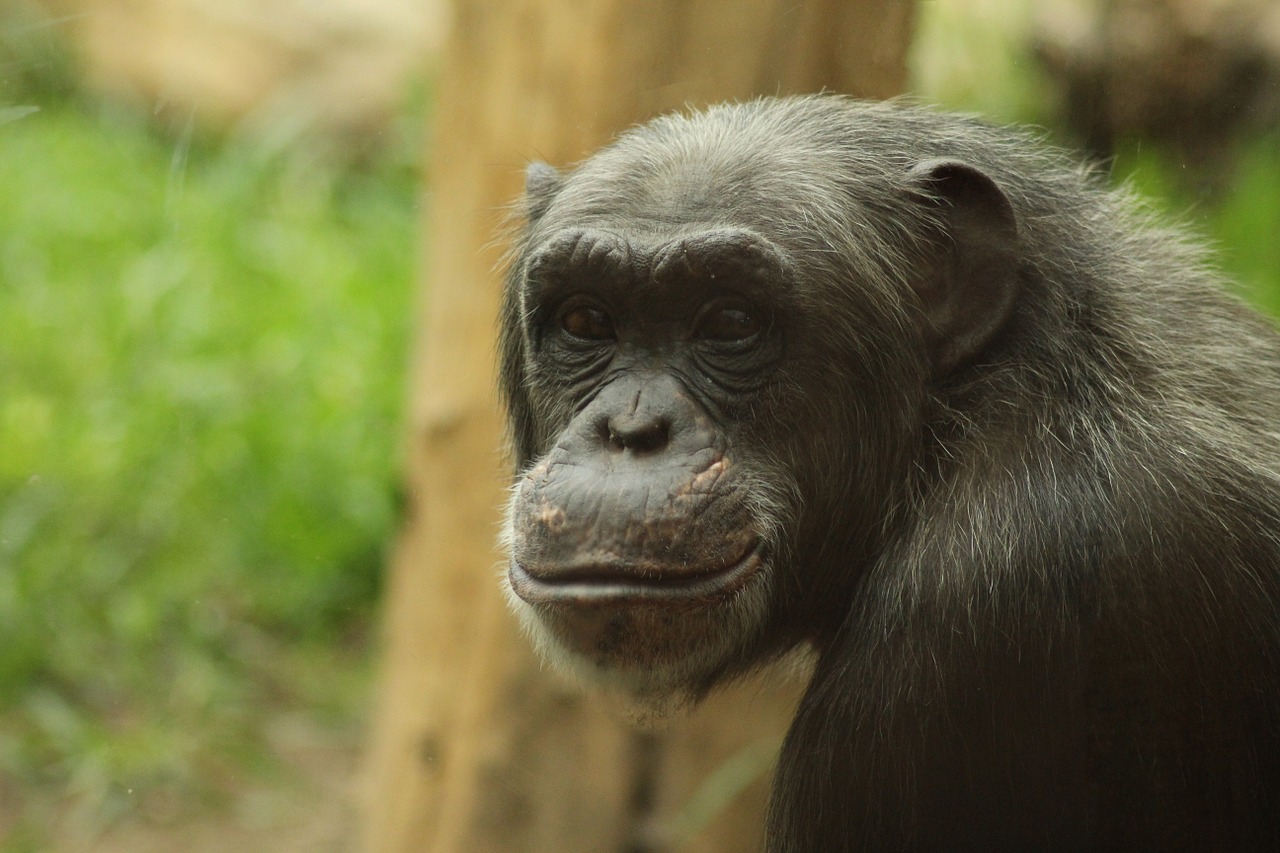 monkey chimpanzee zoo free photo