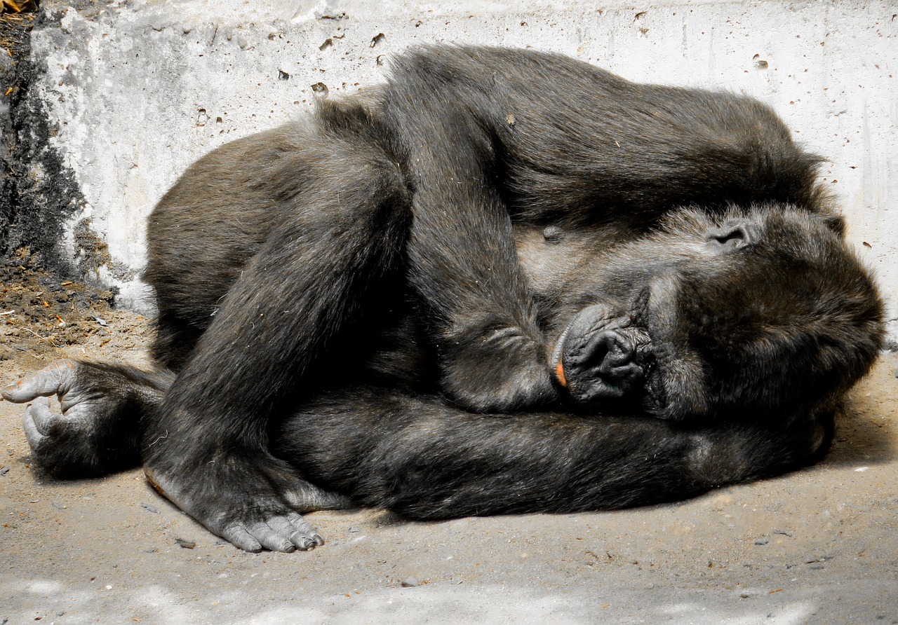 monkey gorilla sleep free photo