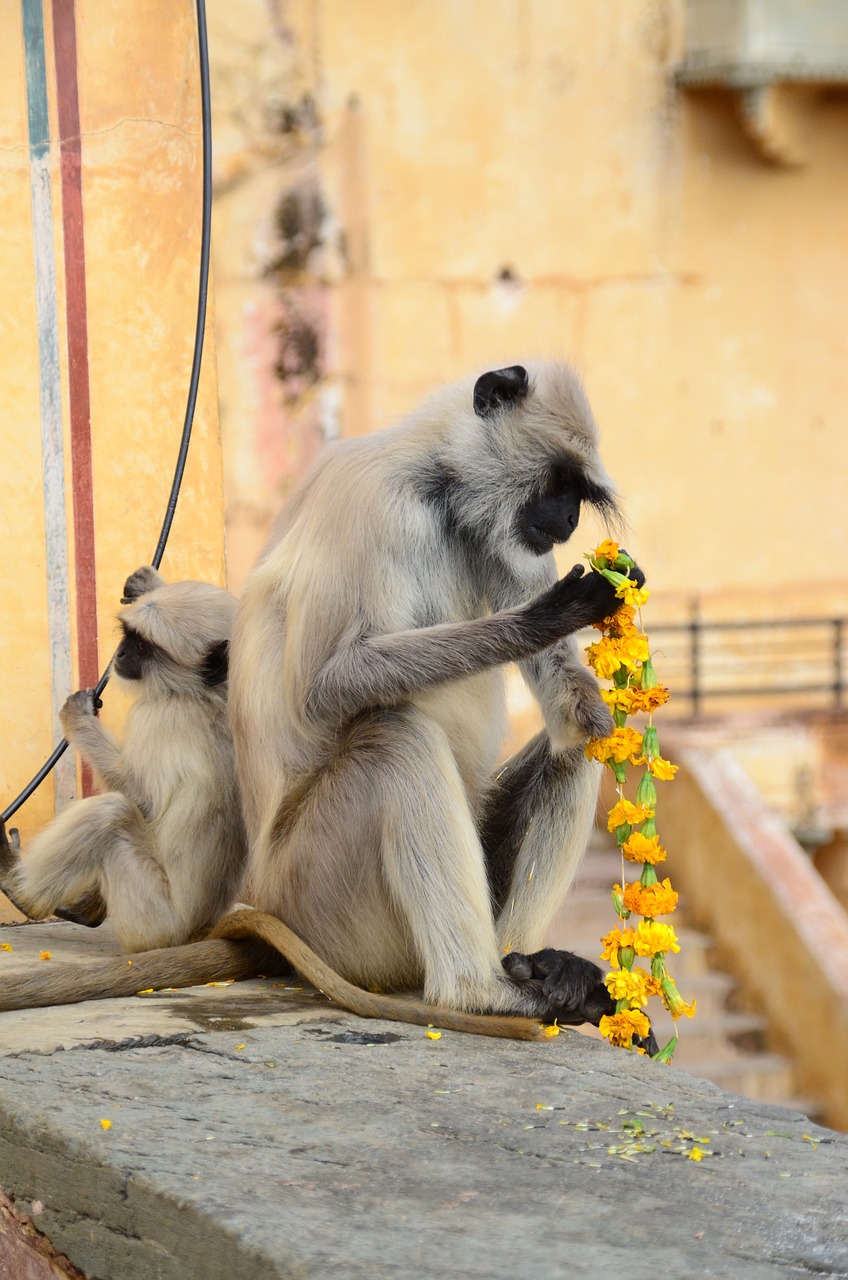 monkey flowers food free photo