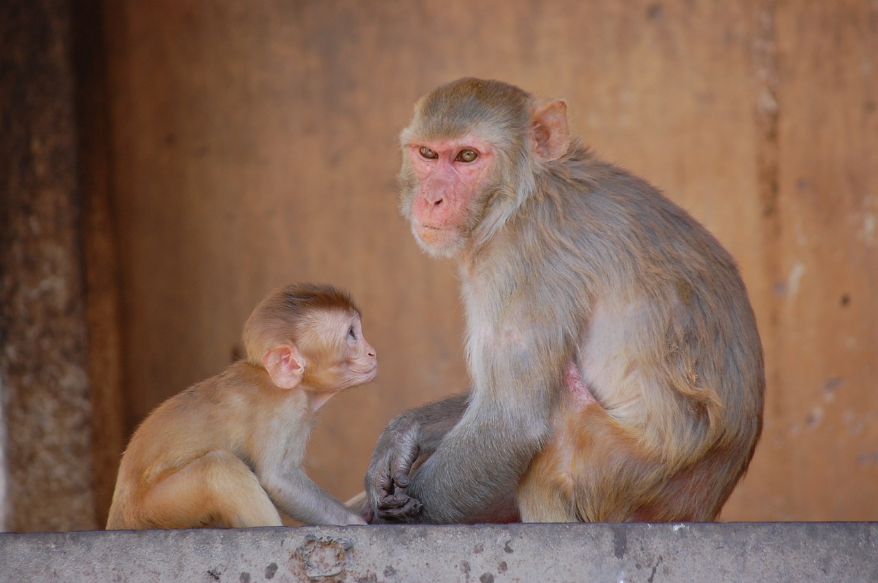 monkey look mother-child free photo