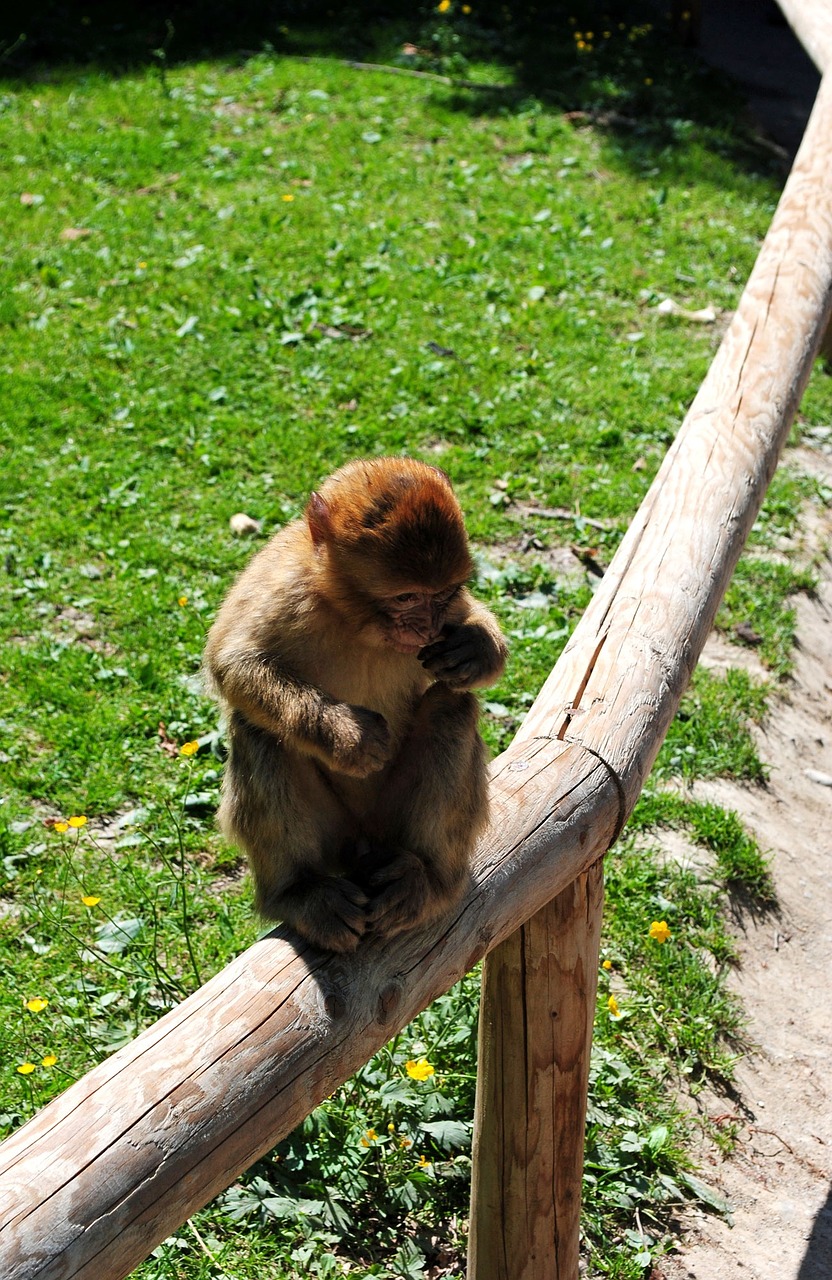 monkey monkey mountain salem free photo