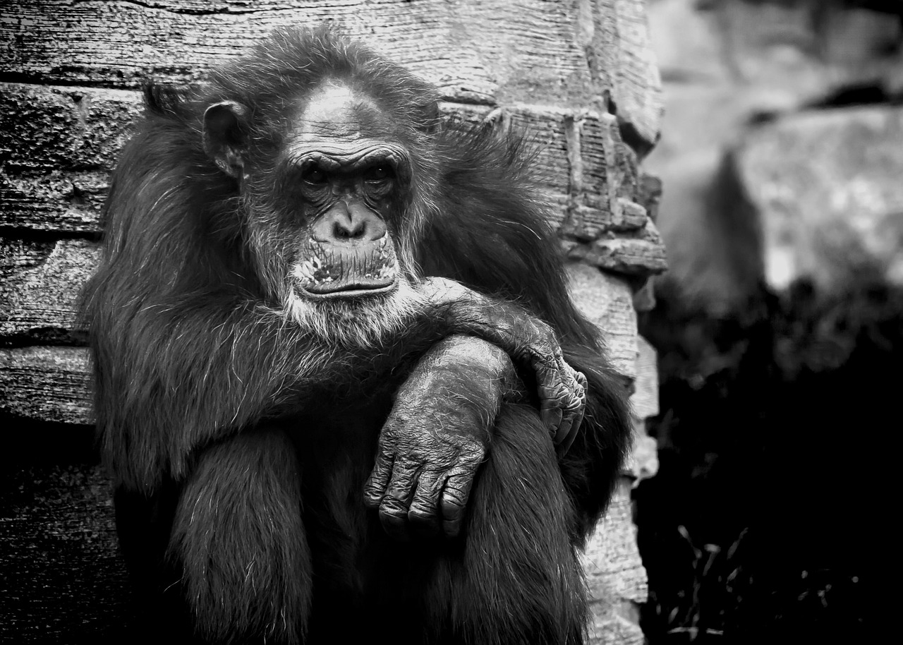 monkey chimpanse black white free photo