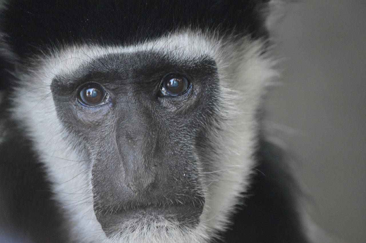 monkey primate zoo free photo