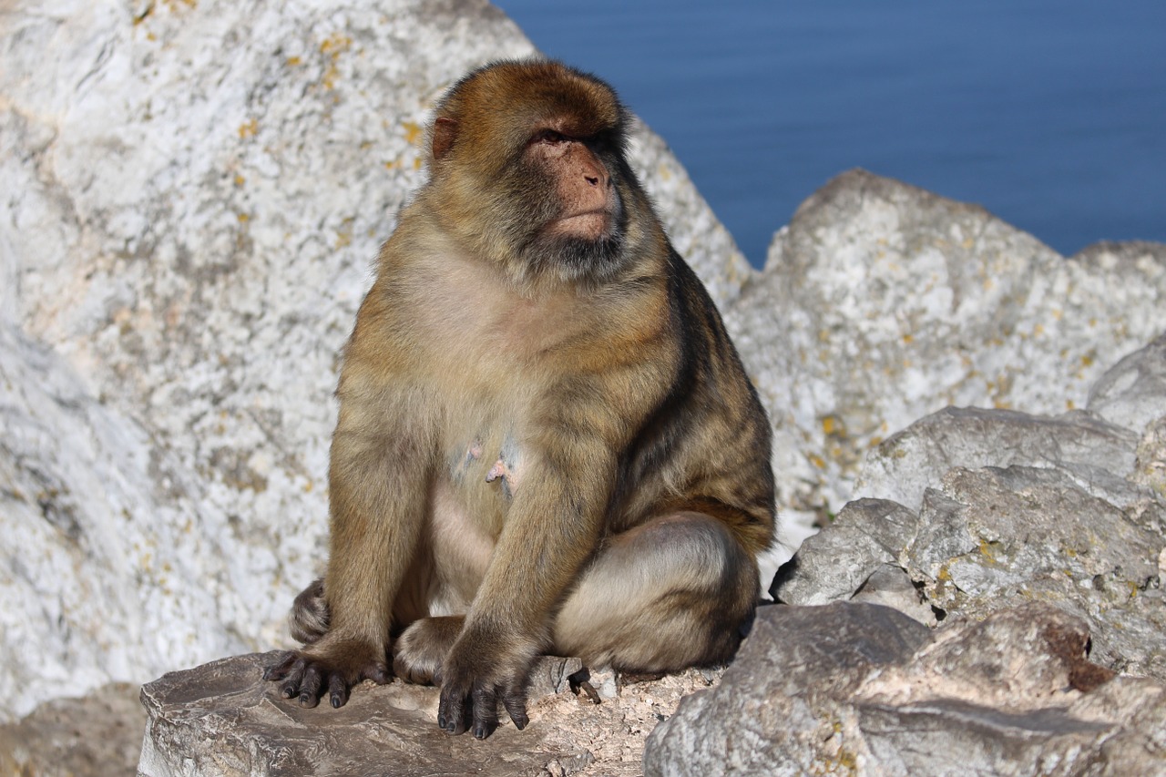 monkey rock gibraltar free photo