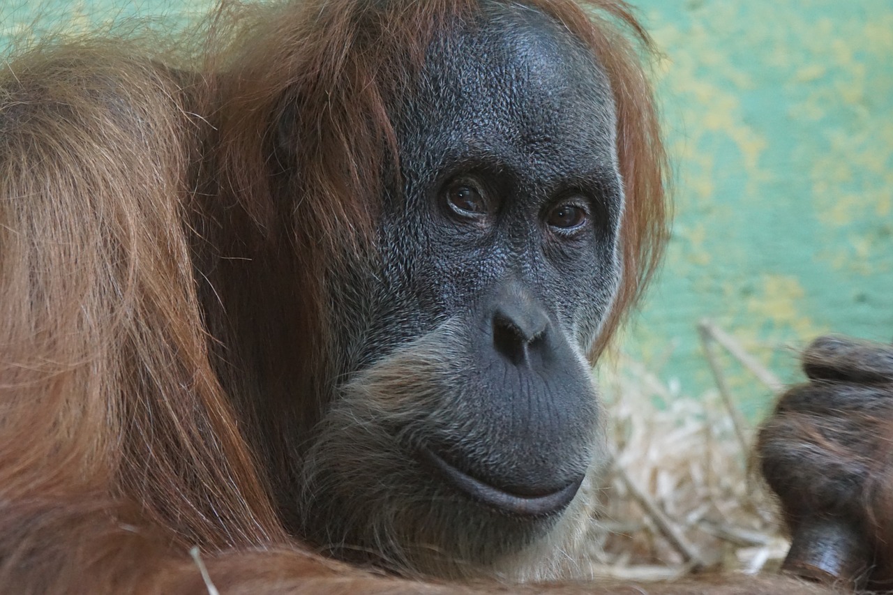 monkey zoo portrait free photo