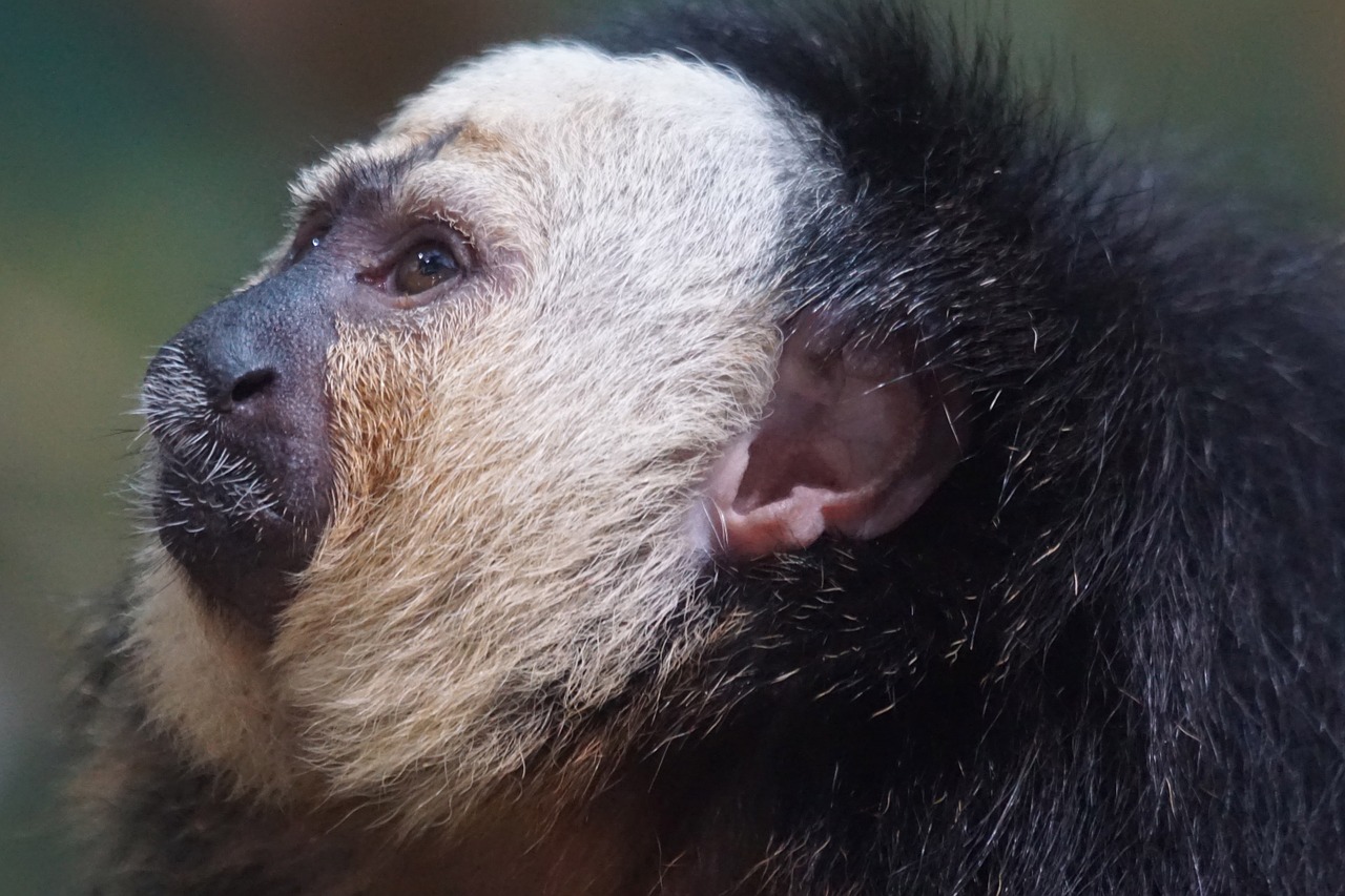 monkey zoo portrait free photo