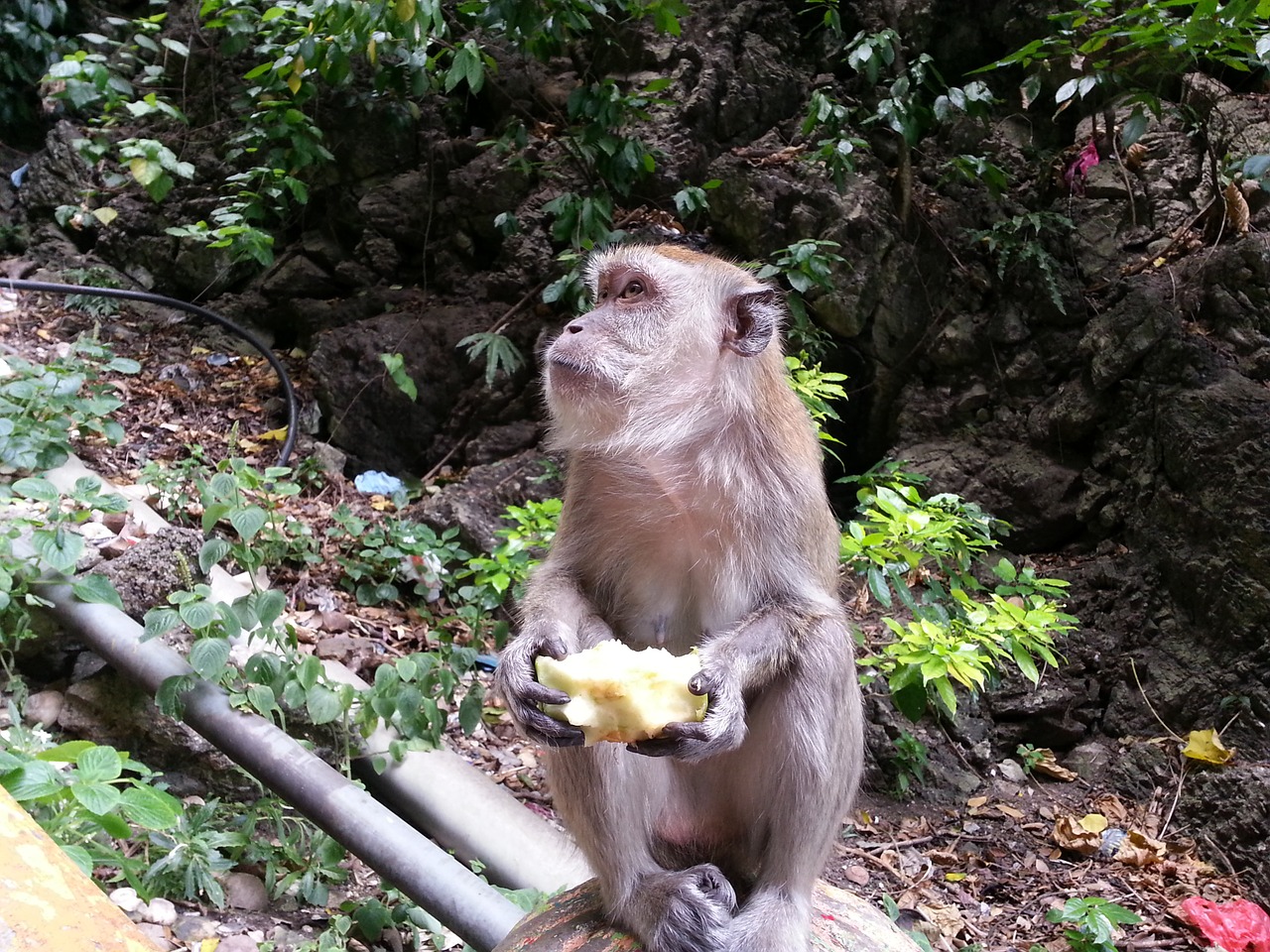 monkey apple food free photo