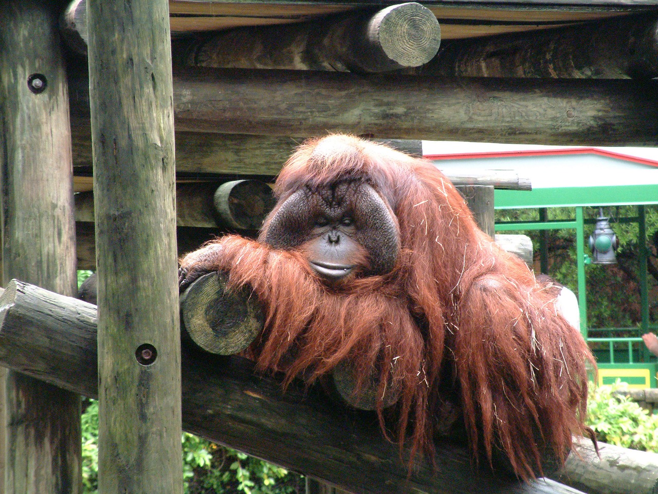 monkey ape animal free photo