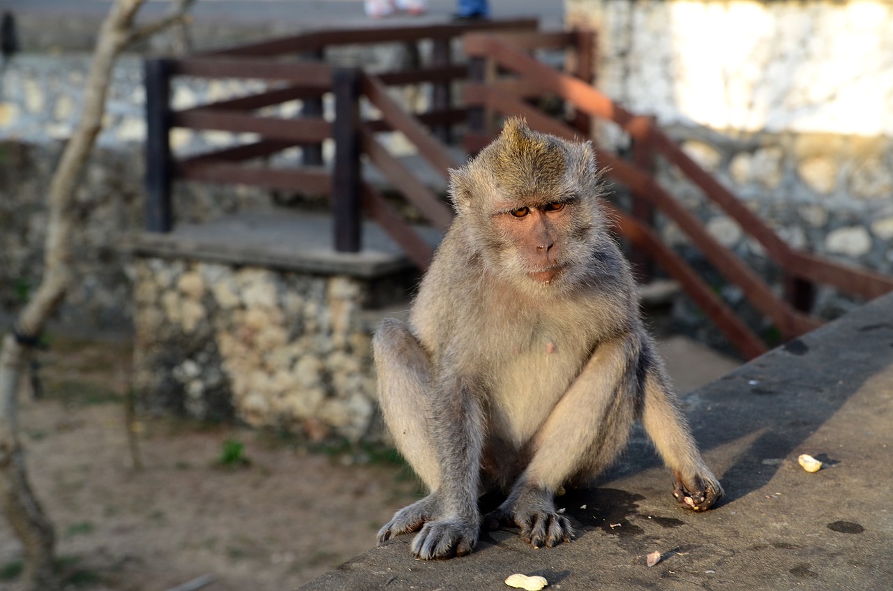 monkey bali indonesia free photo