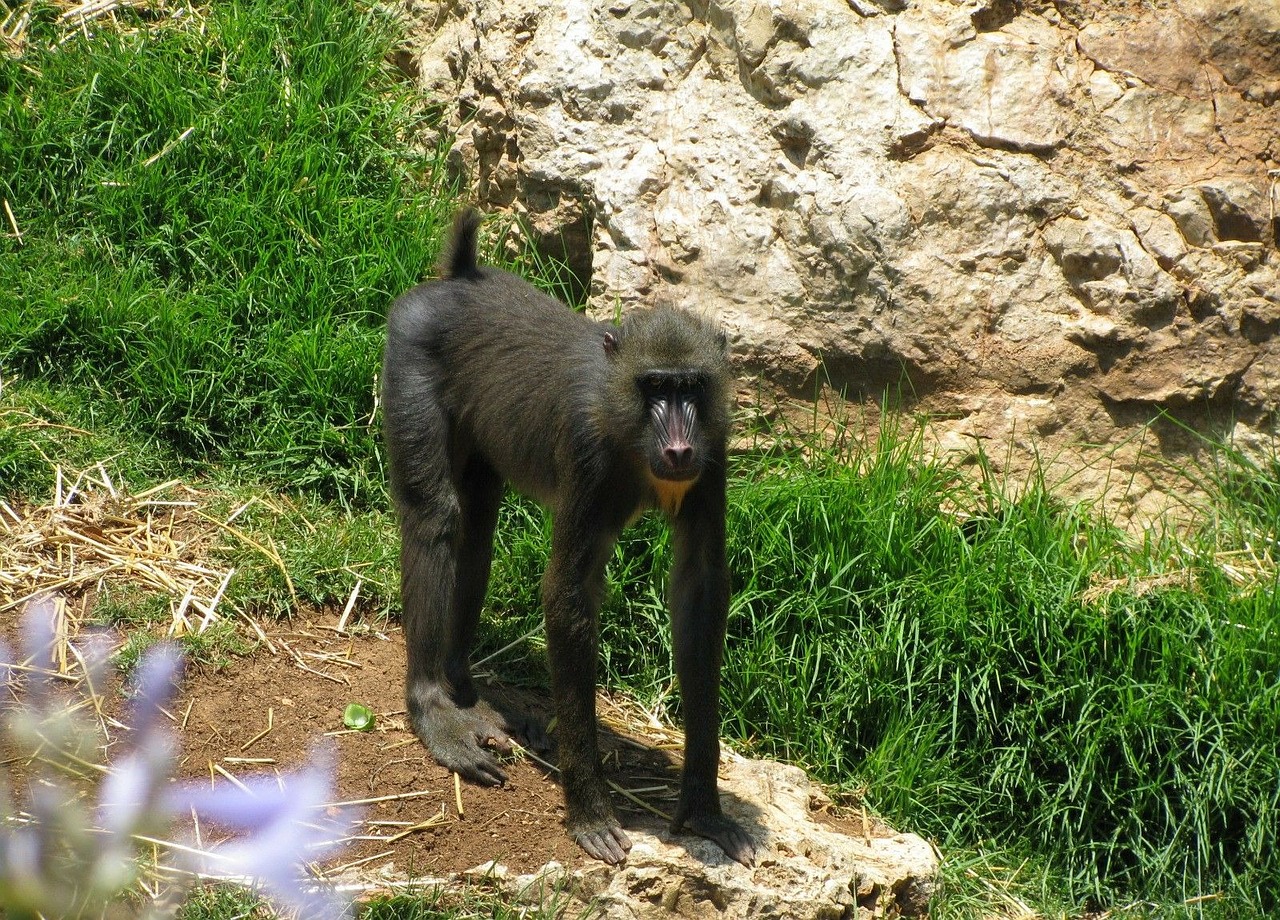 monkey baboon primate free photo