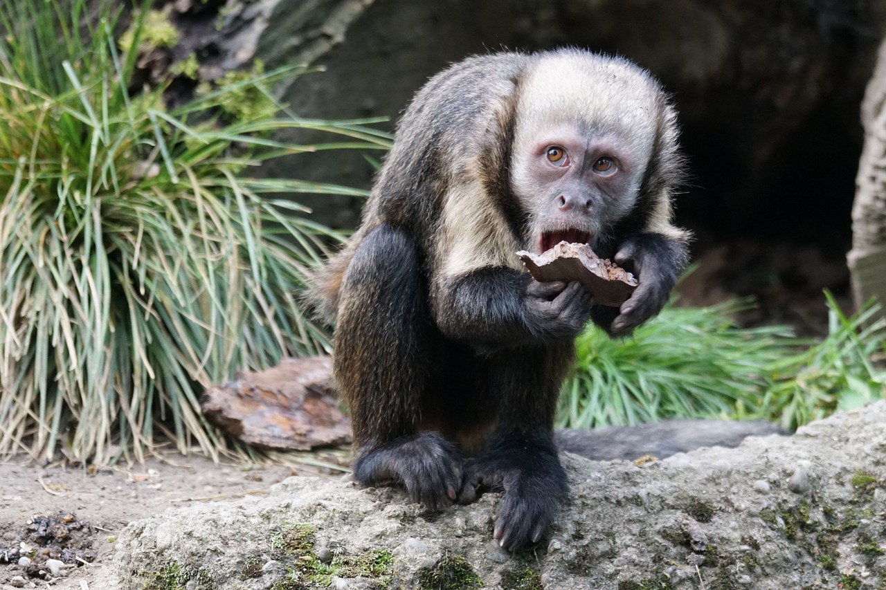 monkey food free pictures free photo