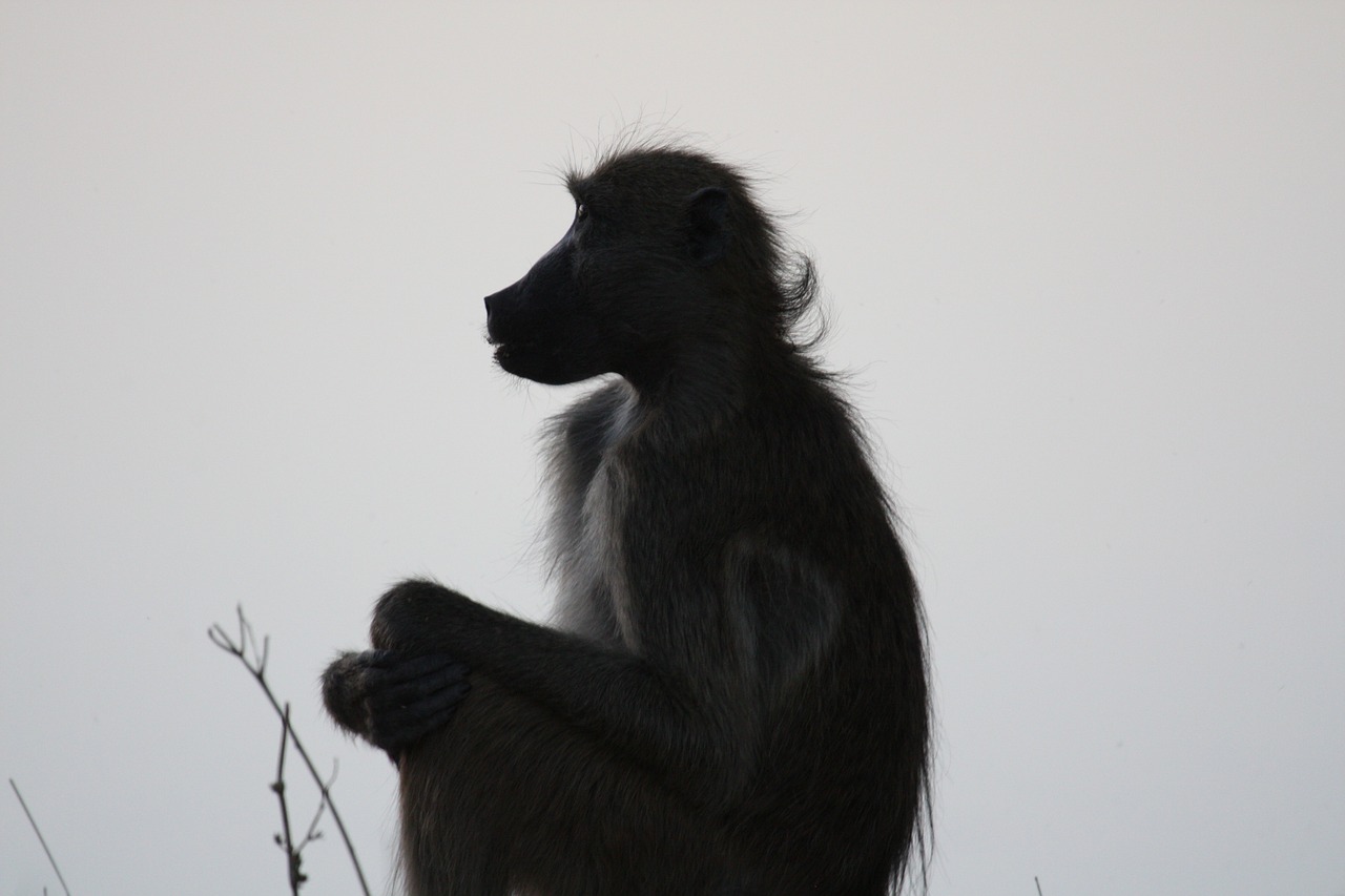 monkey africa bush free photo