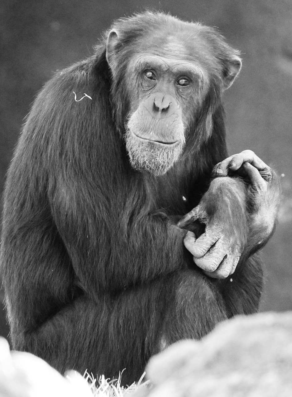 monkey valencia animal free photo
