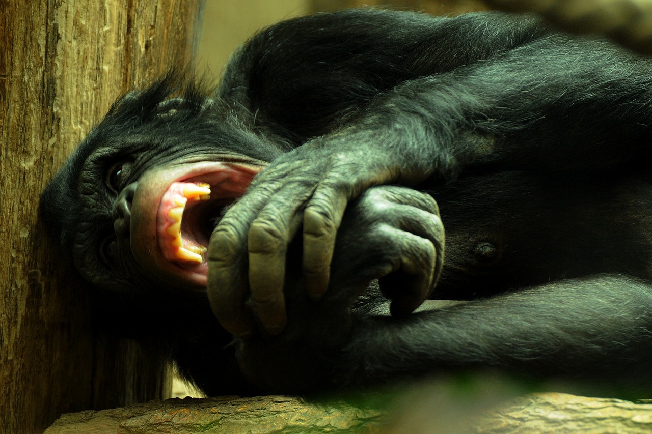 monkey chimpanzee zoo free photo