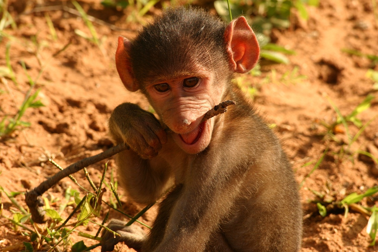 monkey baby monkey young free photo