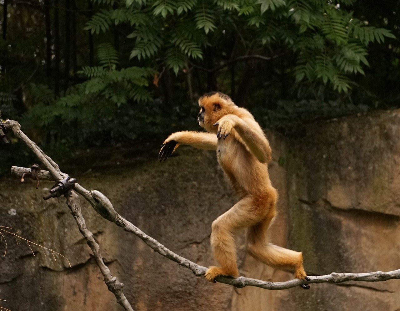 monkey gibbon balance free photo
