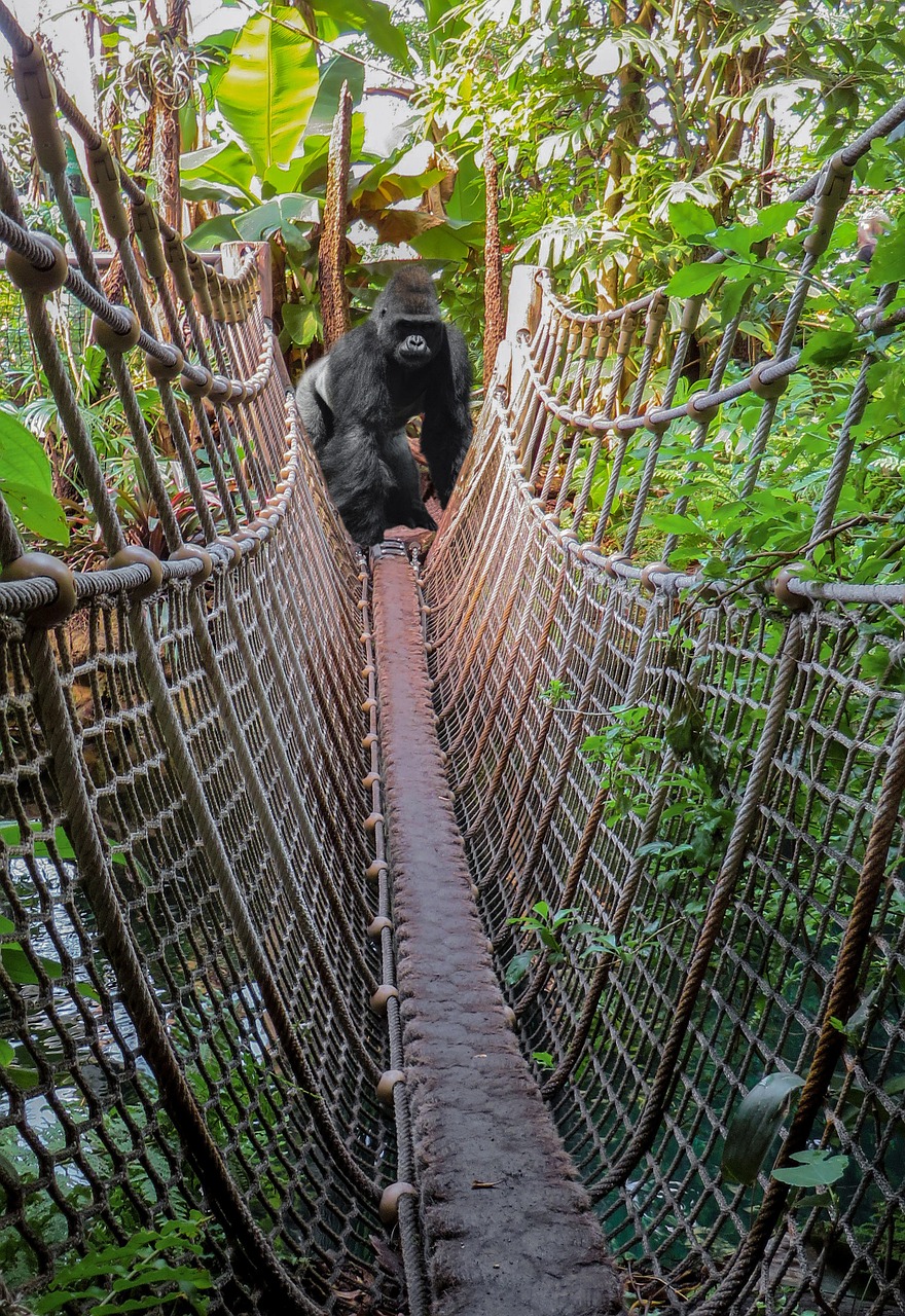 monkey gorilla image overlay free photo