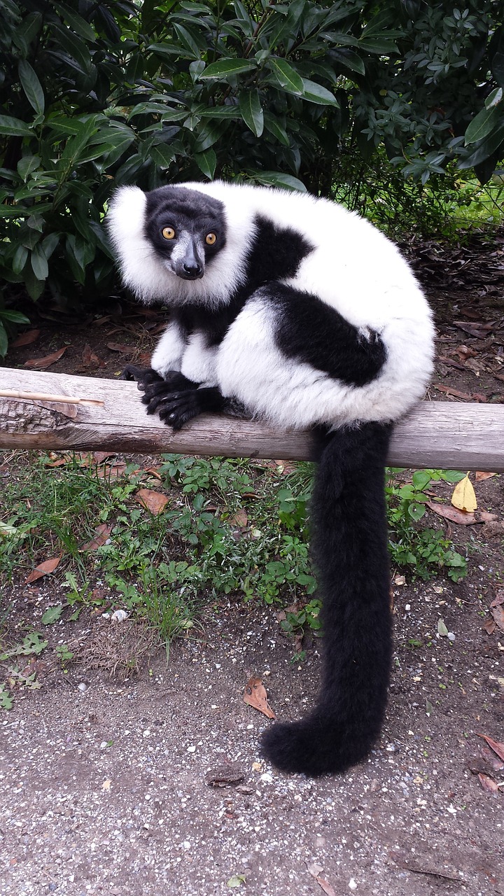 monkey lemur zoo free photo