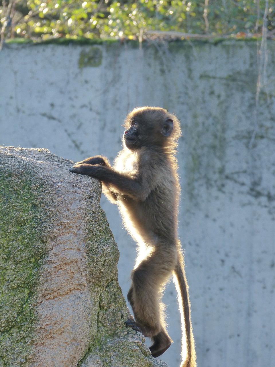 monkey dschelada ape baby free photo