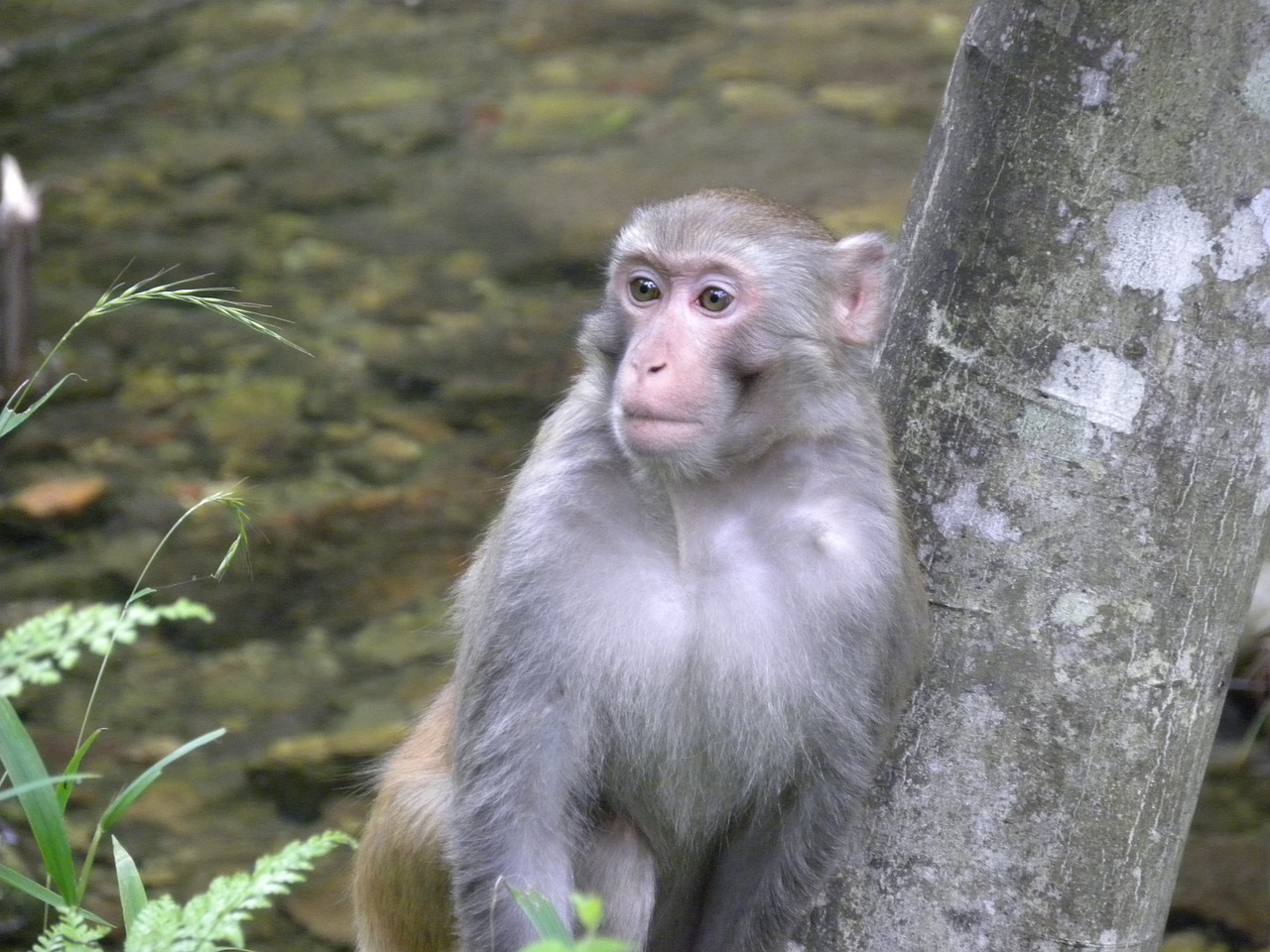 monkey asia wildlife free photo