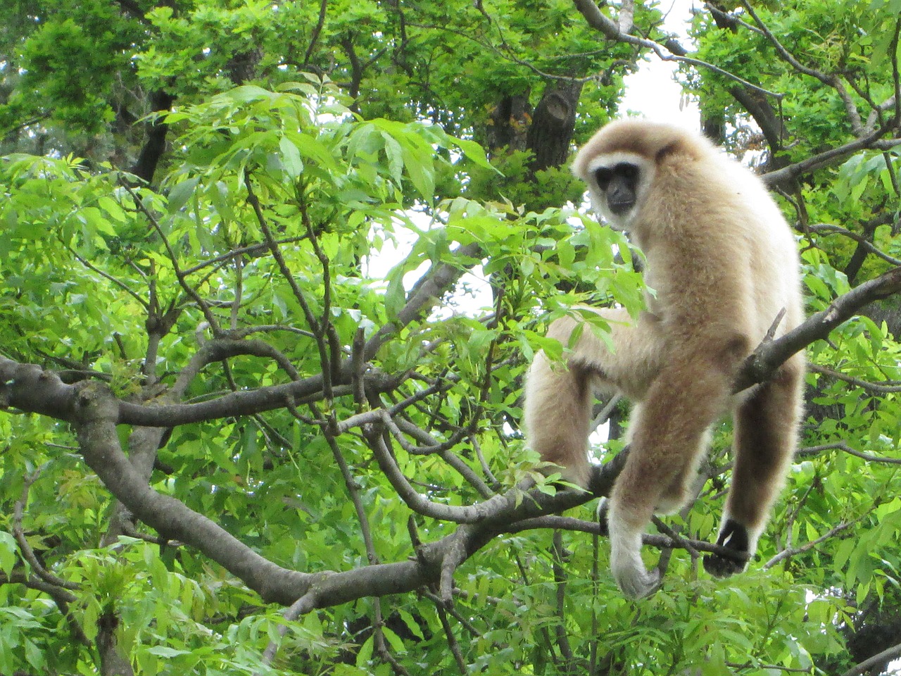 monkey jungle zoo free photo