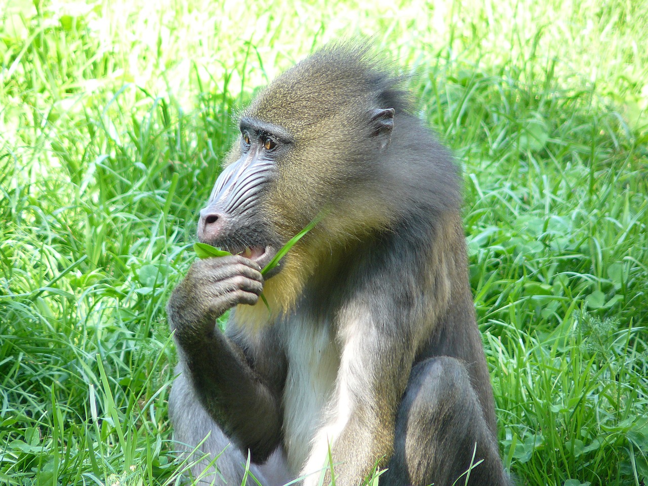monkey baboon primate free photo