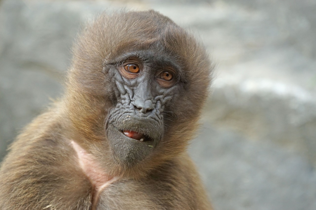 monkey dschelada mammal free photo