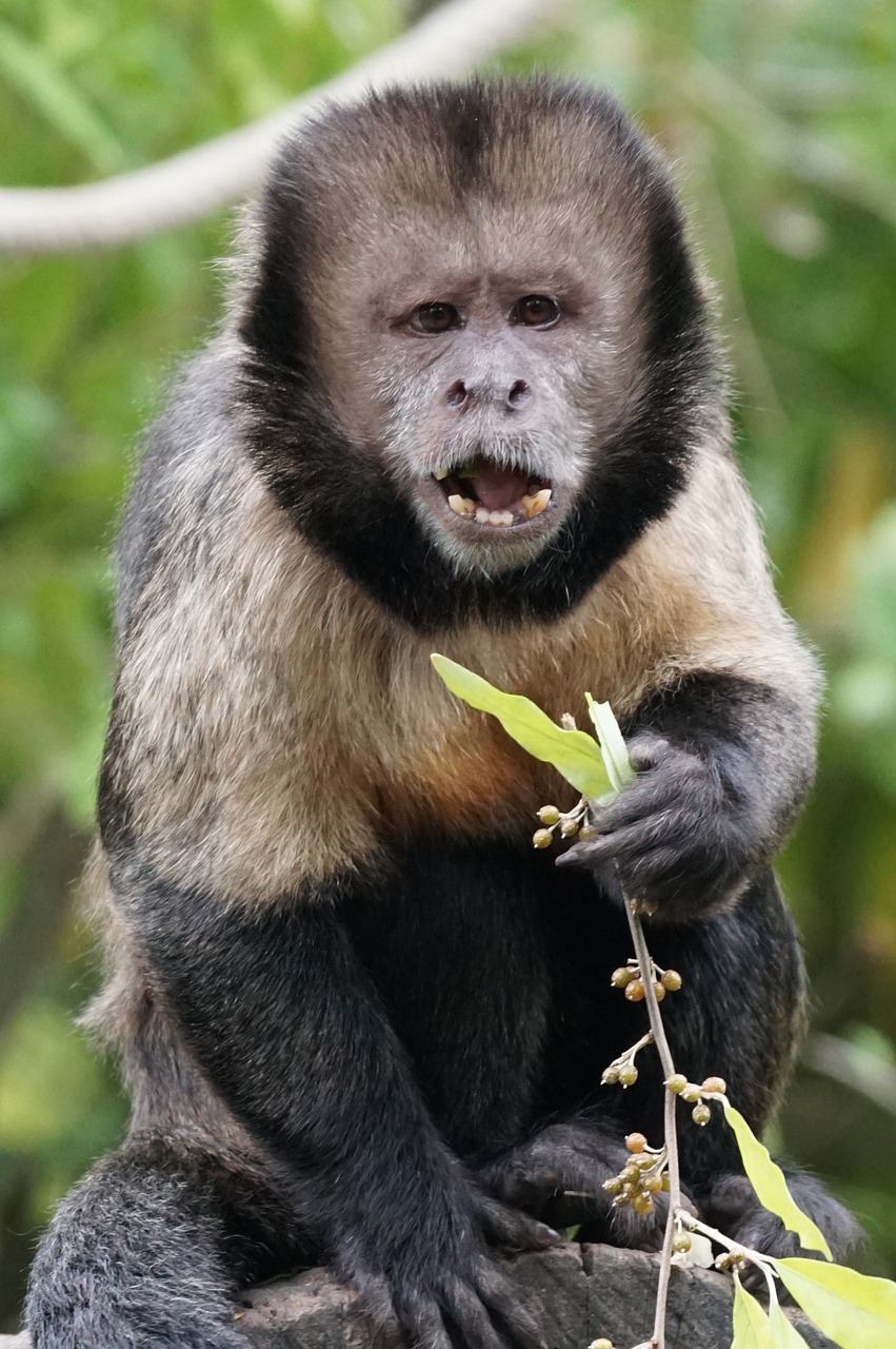 monkey yellow breast capuchin food free photo