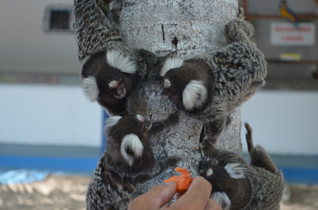 common marmoset monkey ears adorned free photo