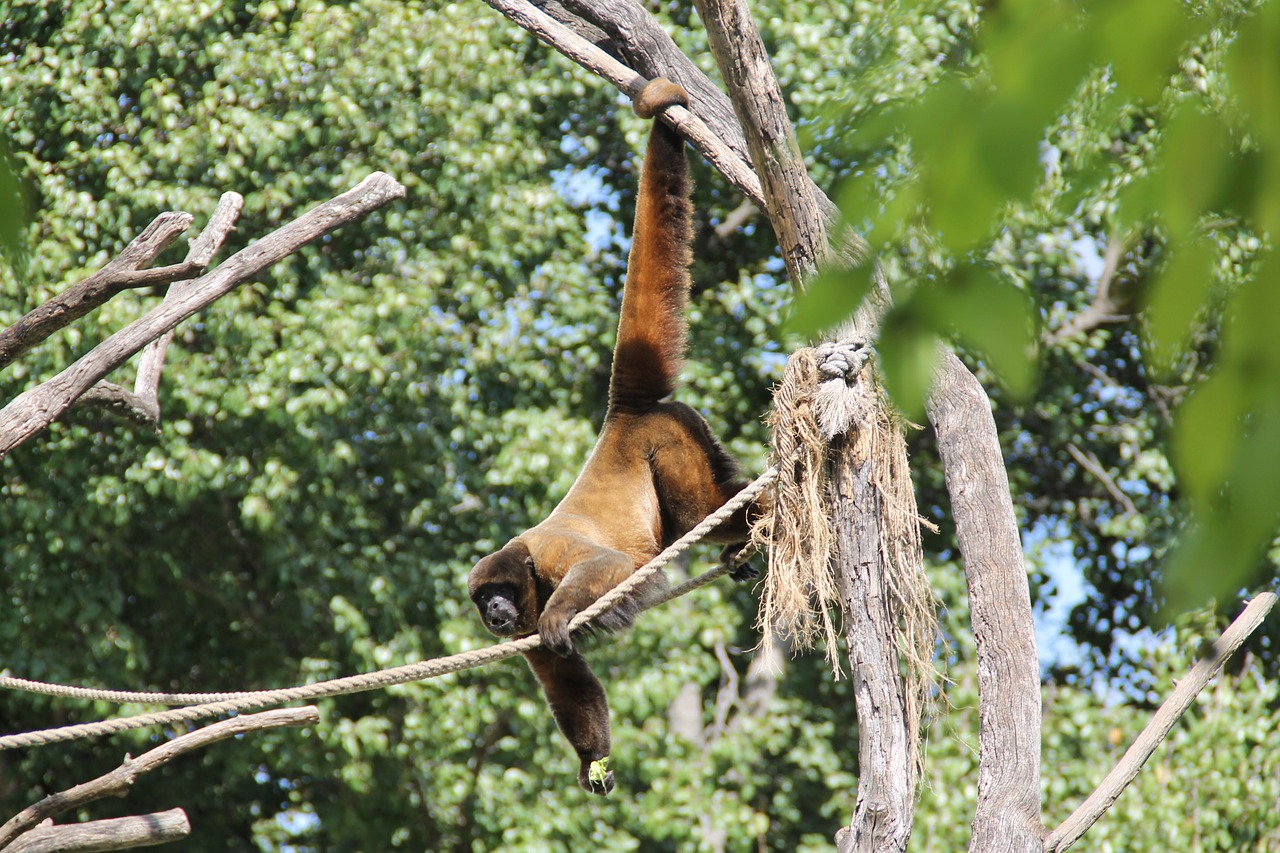 monkey climbing zoo free photo