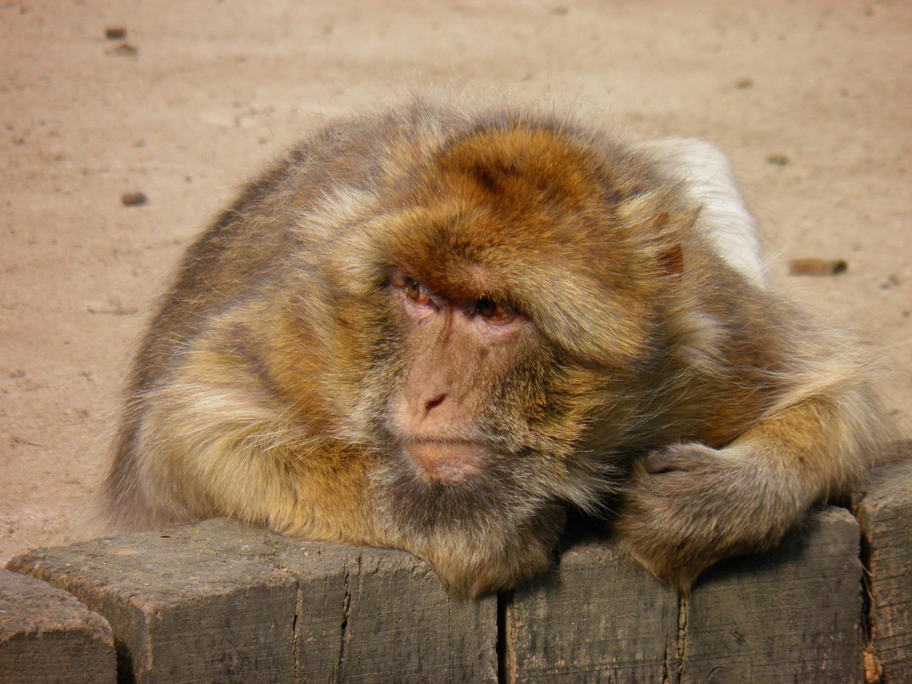 monkey animals the prague zoo free photo