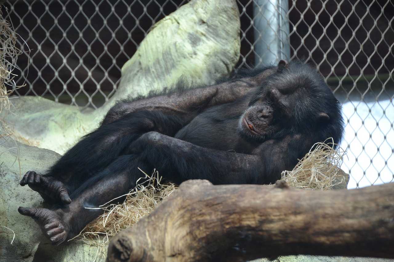 chimpanzee monkey apes free photo