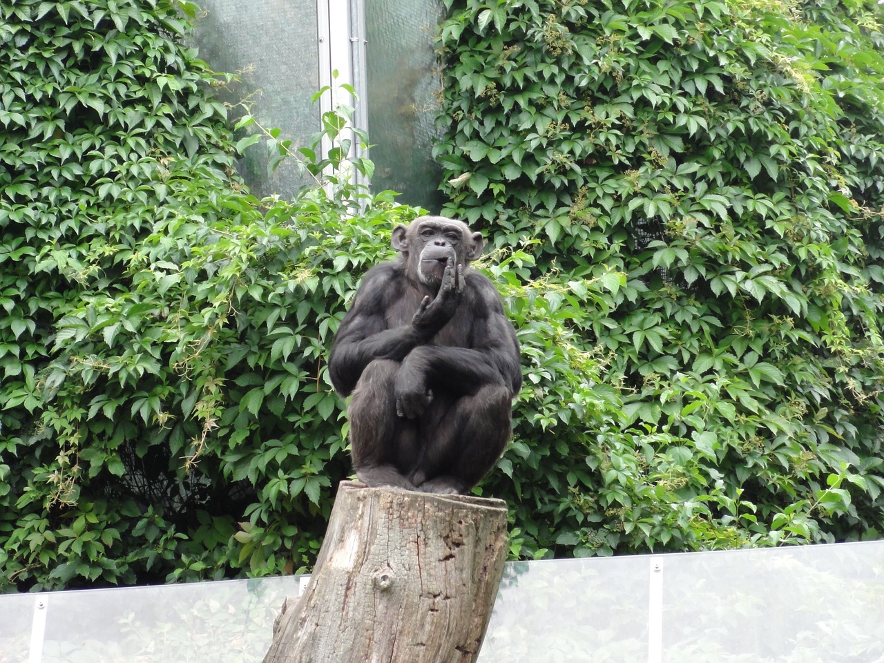 monkey chimpanzee äffchen free photo