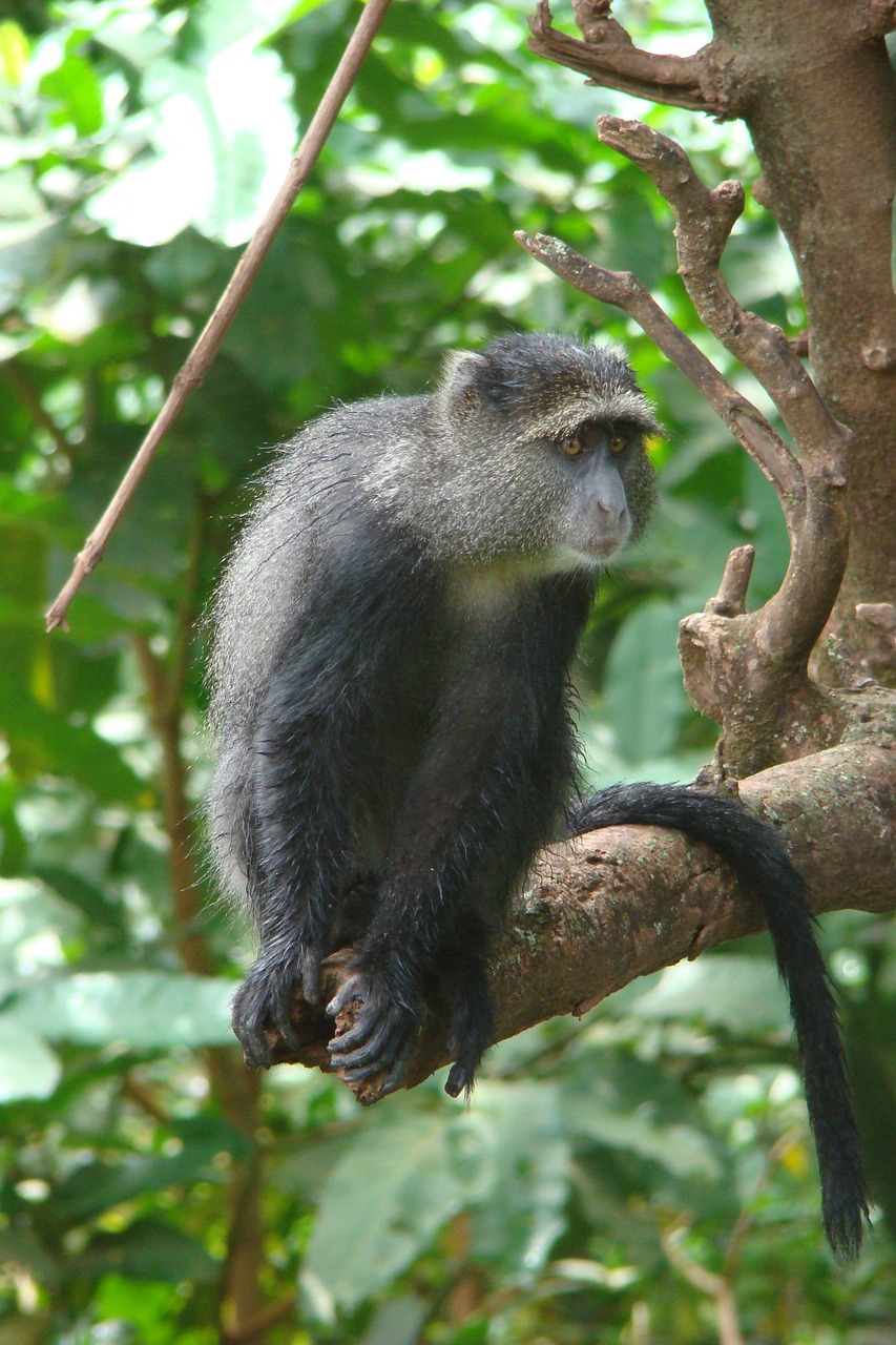 monkey tanzania animal free photo