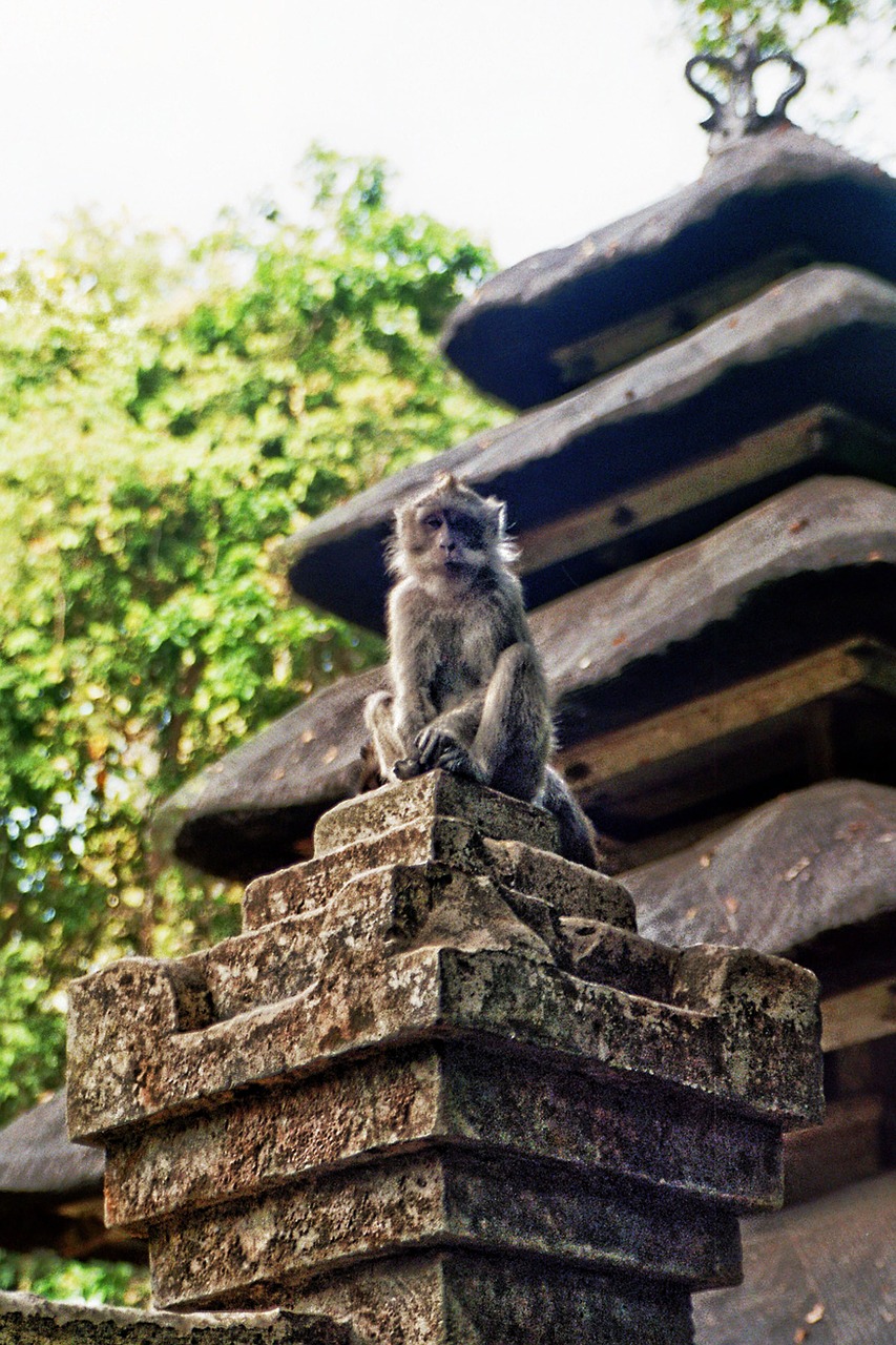 monkey sit animal free photo