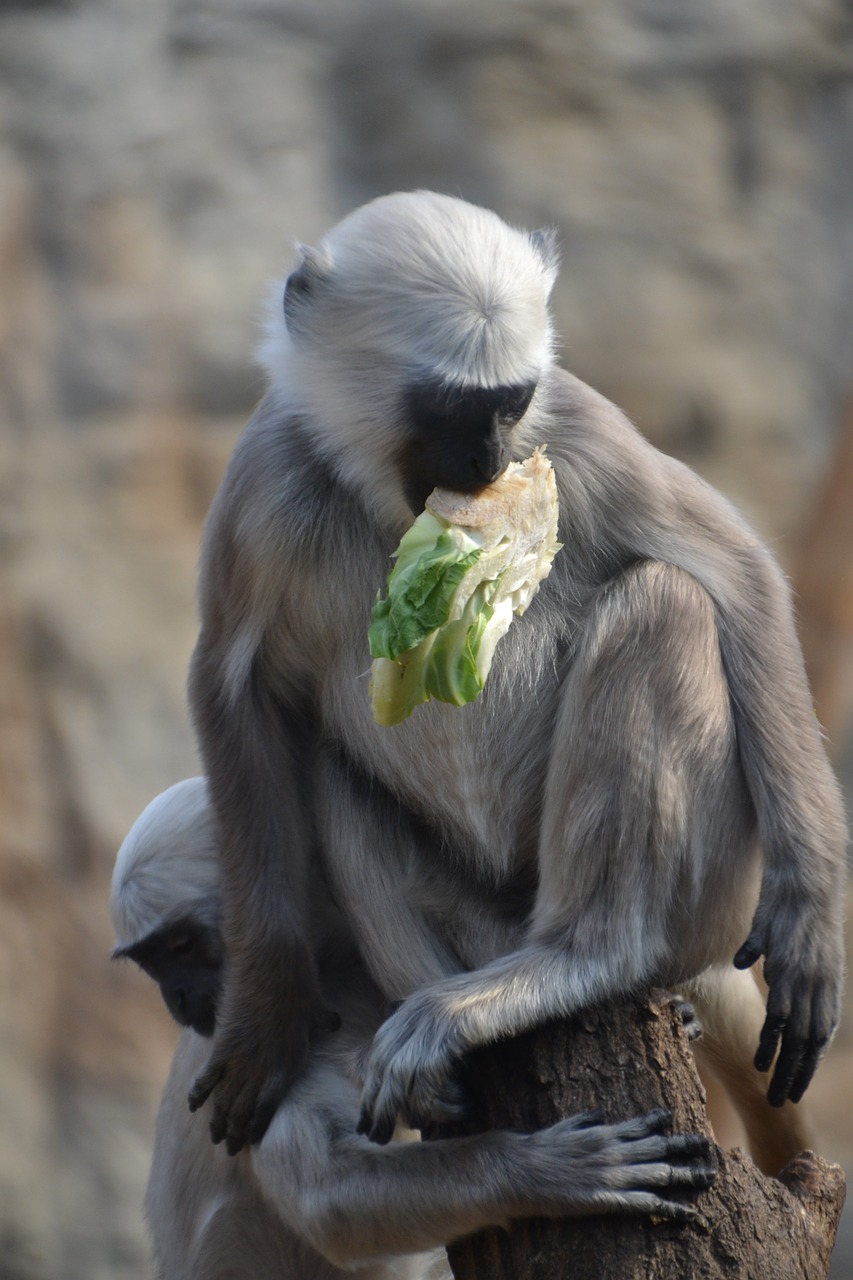 monkey animal zoo free photo