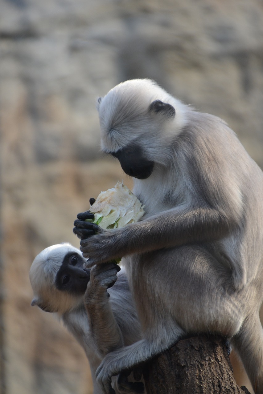 monkey animal zoo free photo